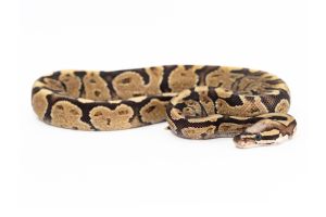 Python regius, super vanilla
